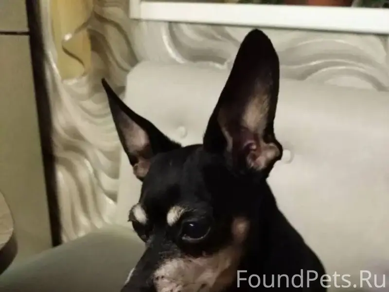 Апатиты. Кто потерял собаку? Н...