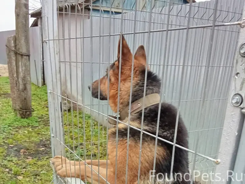 Потерялся пёс (немецкая овчарк...