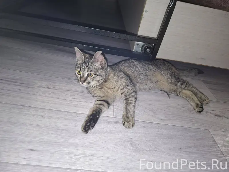 Добрый вечер! Найден котёнок в...