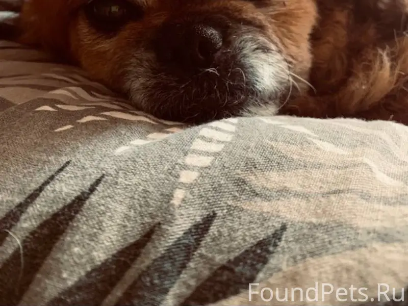 Пропала собака. Если кто видел...