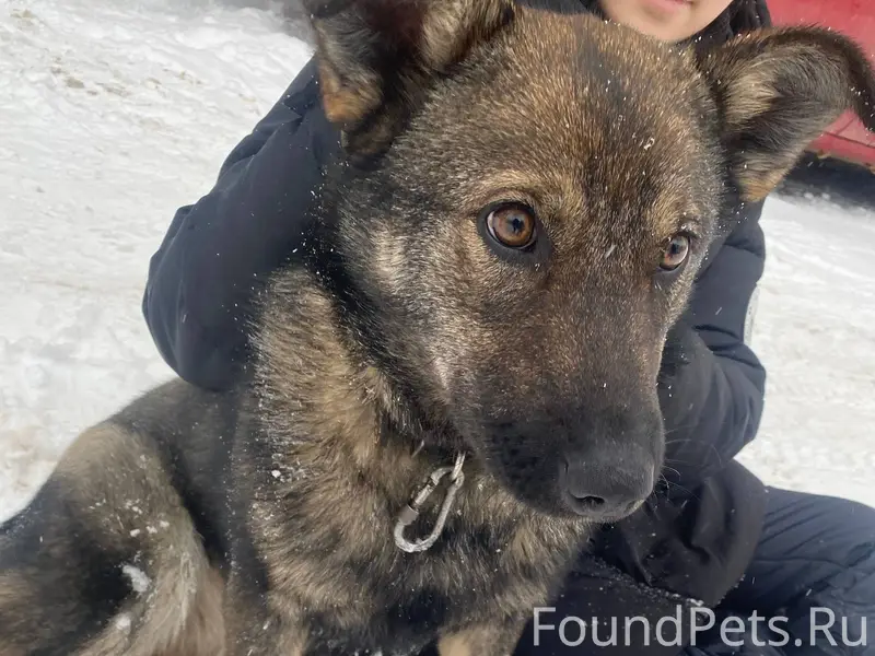 Найдена собака, вроде как дево...