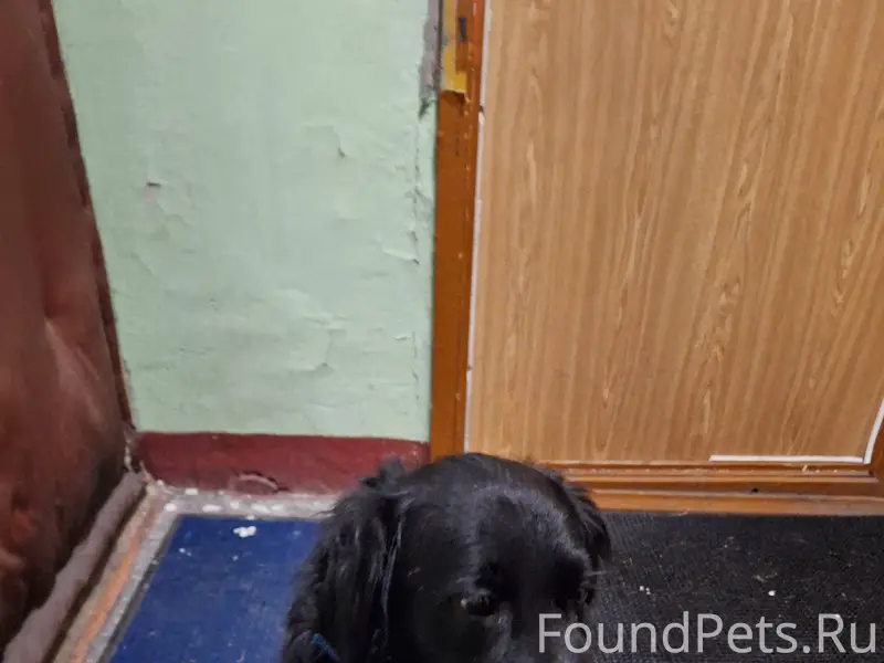 Увязалась собака, с синем ошей...