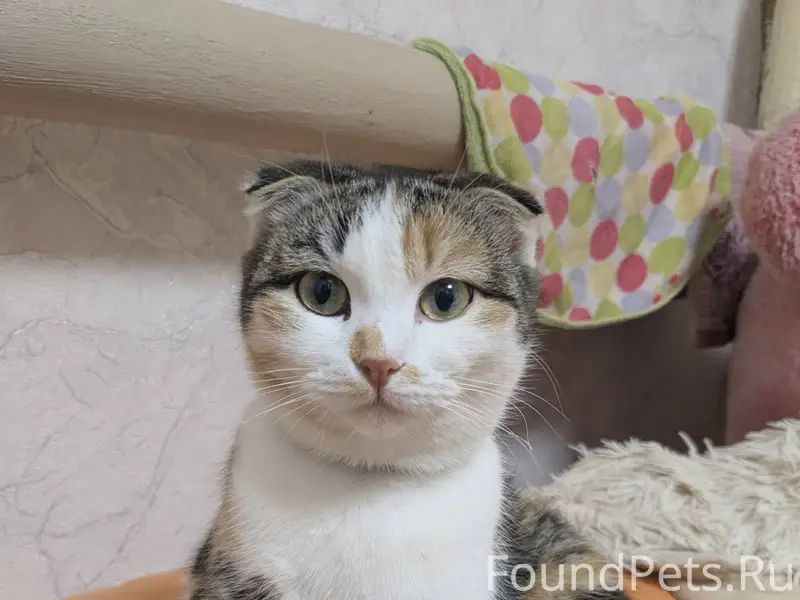 🐱 ПОМОГИТЕ НАЙТИ АСЮ! Вислоуха...