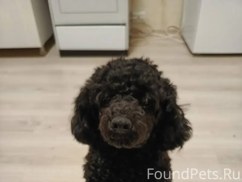 Пропала собака пудель‼️‼️‼️‼️‼...