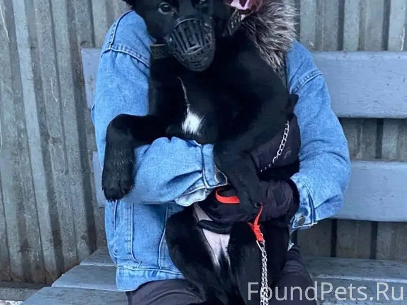 В новогоднюю ночь пропал щенок...