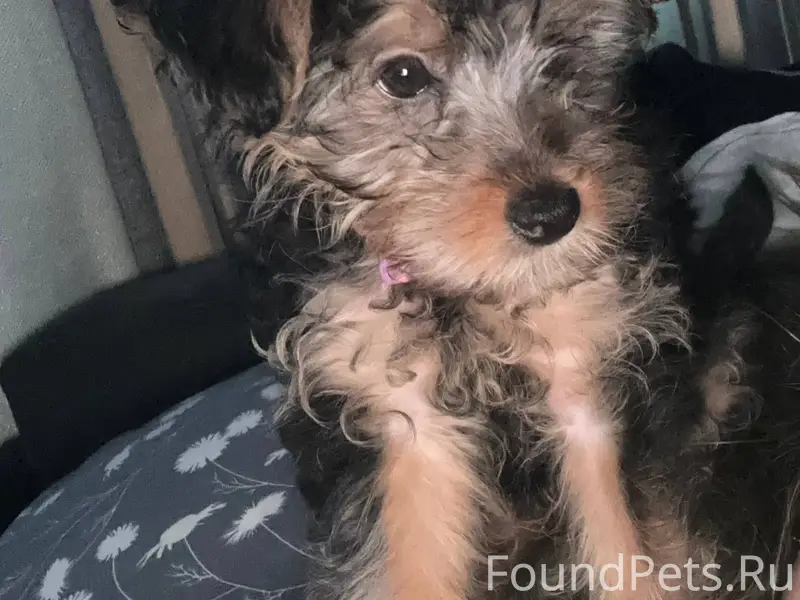 🆘🆘🆘🆘🆘 Потерялся щенок окраса ч...