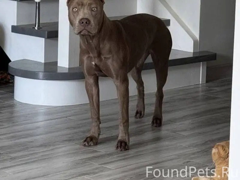 Пропала собака! В новогоднюю н...