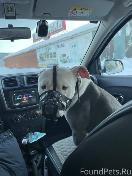 Найдена собака в районе автово...