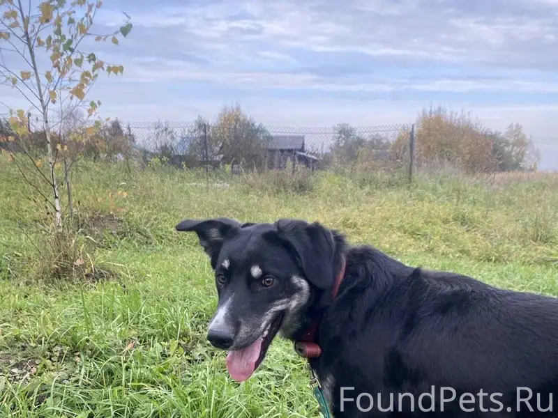 ПРОПАЛ ЩЕНОК 01.01.26 в...