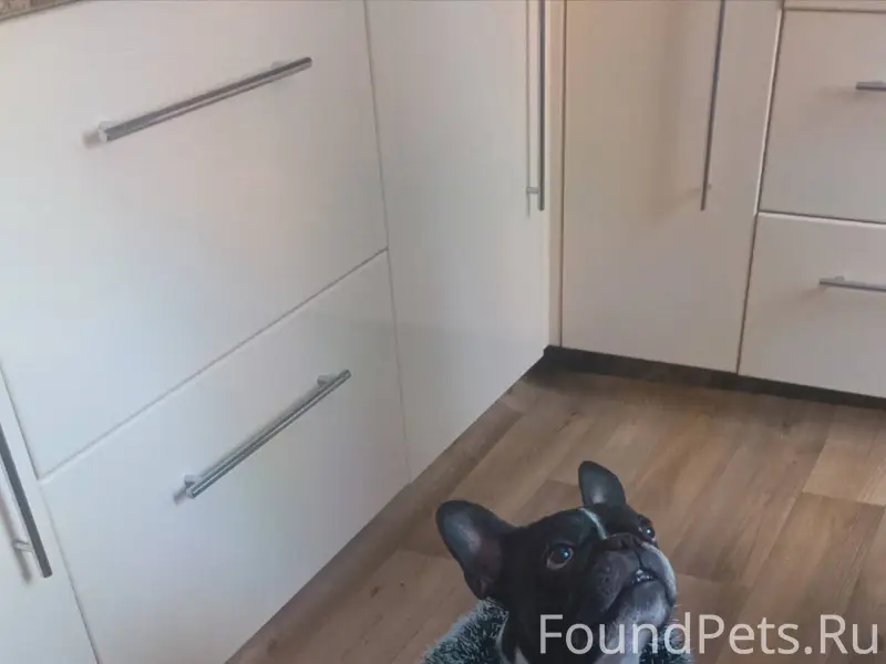 Потерялась собака французский ...