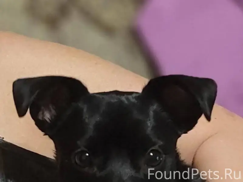 Пропала собака в первом микрор...