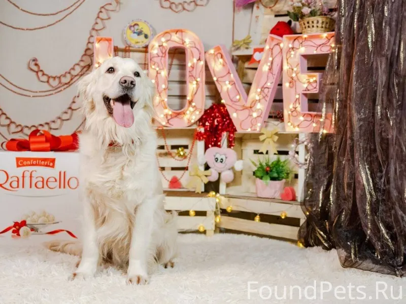 Пропала собака, золотистый рет...