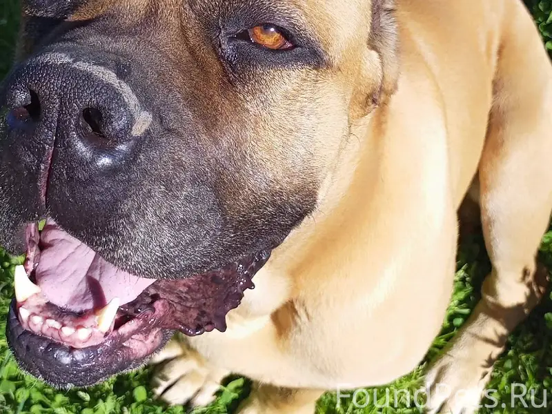 Пропала собака Кане Корсо маль...