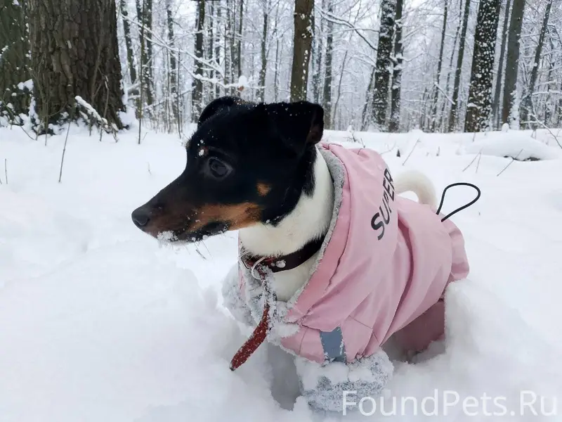 Потерялась собака в новогоднюю...