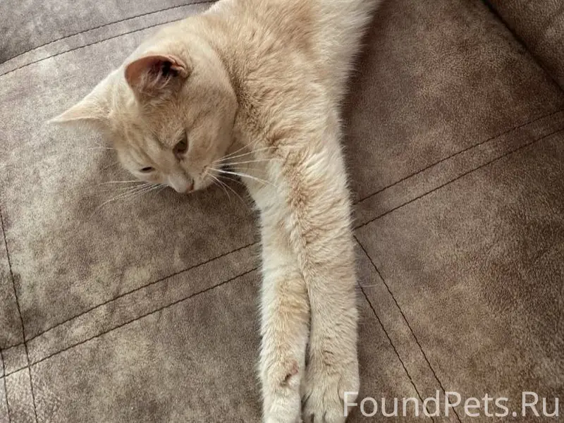 Пропал кот в районе ул. Садова...