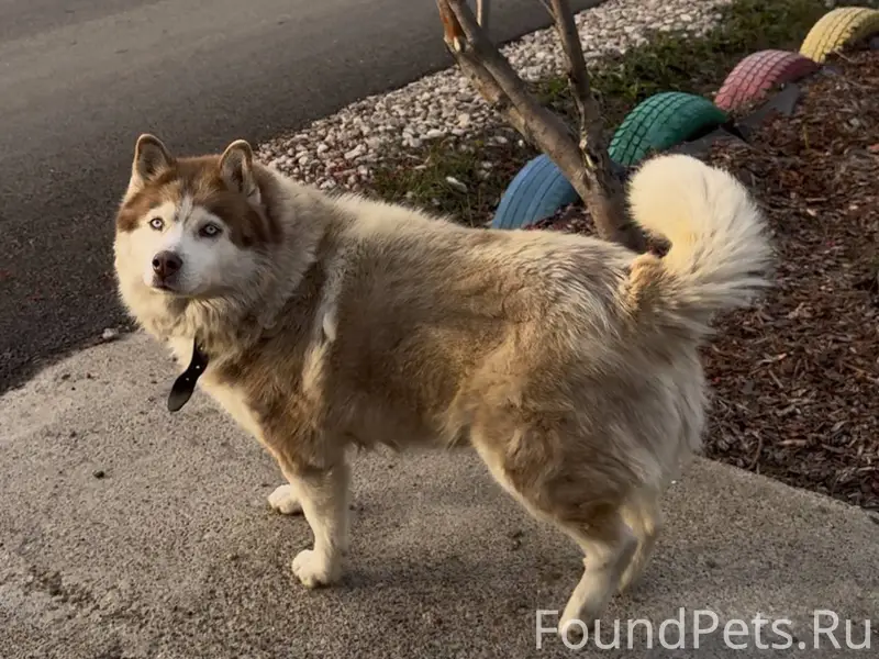 31.12.25 Пропала собака в...