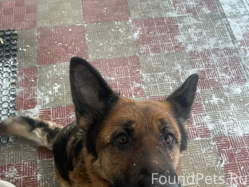 Кто потерял друга? Пес очень г...