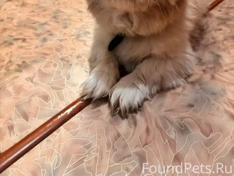 Найдена собака. Мальчик. По ви...