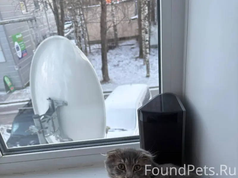 Пропал кот, в районе ленина 37...