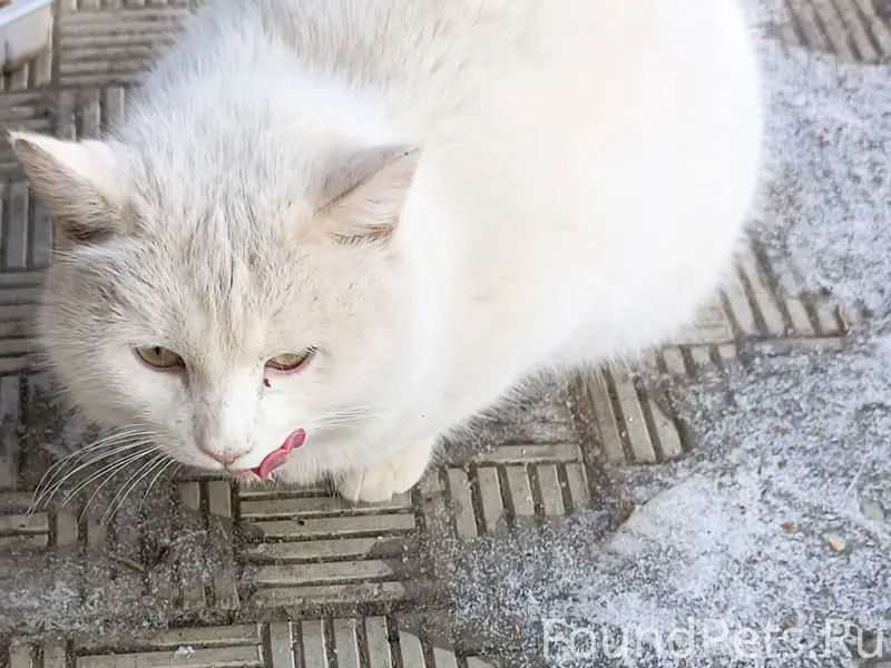 Пропал дворовый кот.Район сади...