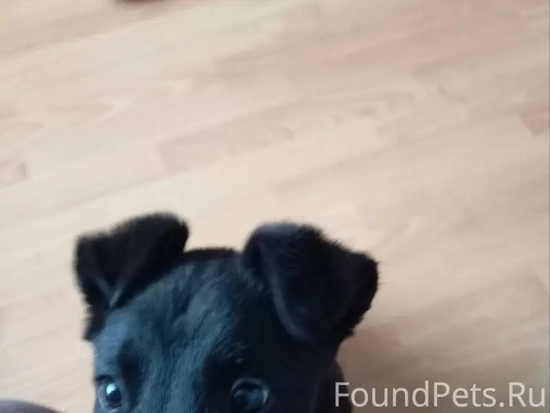 Уренцы! Внимание всем! ПРОПАЛА...