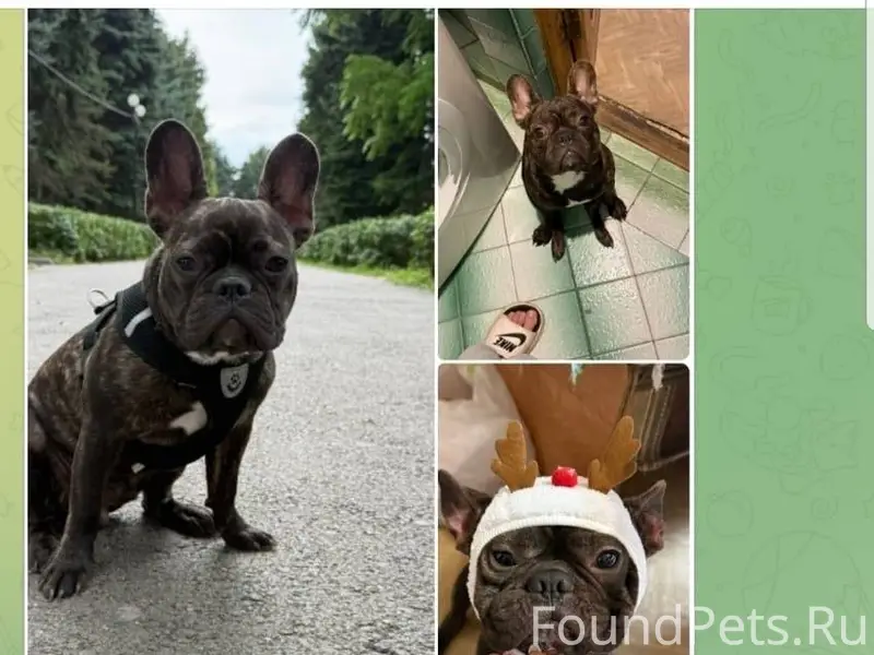 Пятигорск Здравствуйте! Пропал...