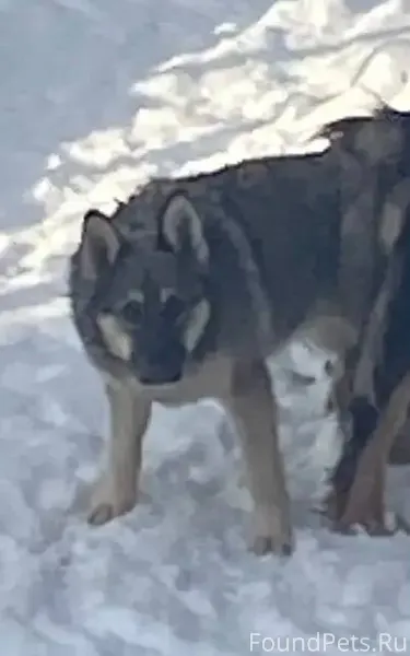 Пропала собака в ночь с 31...