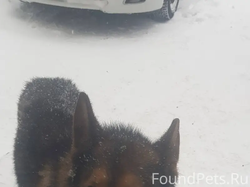 Кто-то потерял Овчарку!!! Видн...