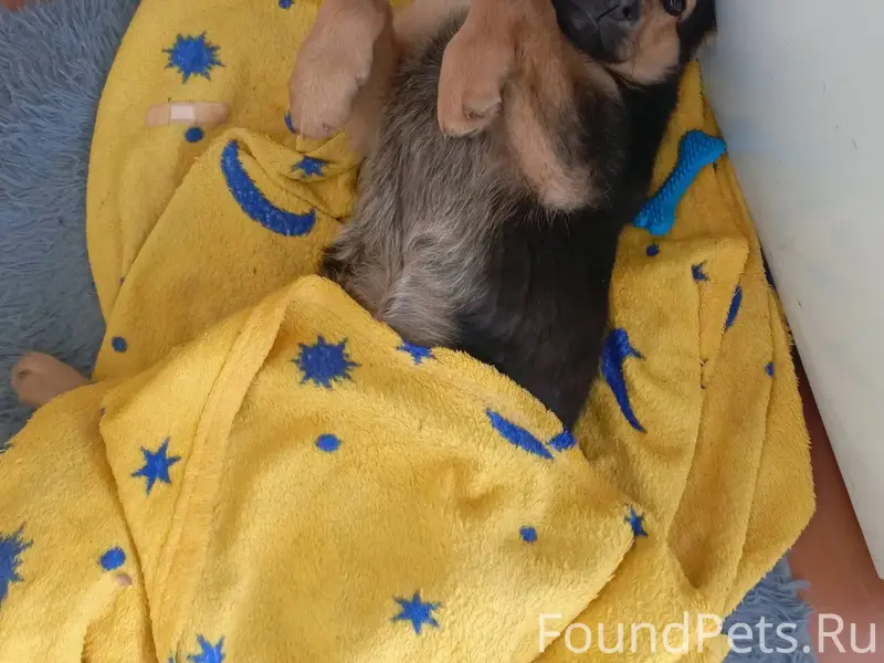 Потерялась собака, убежала в р...