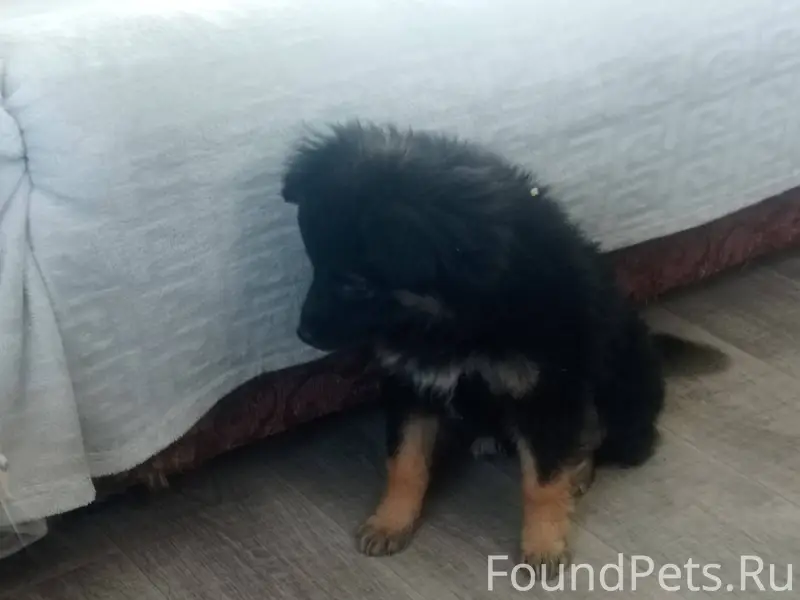 Найден ухоженный щенок в район...