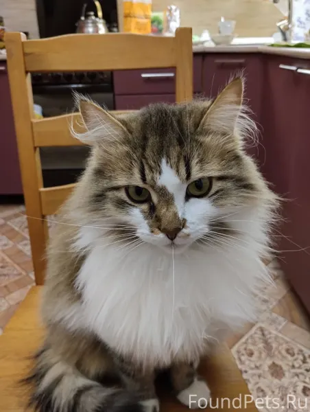 Пропал кот в районе пром рынка...