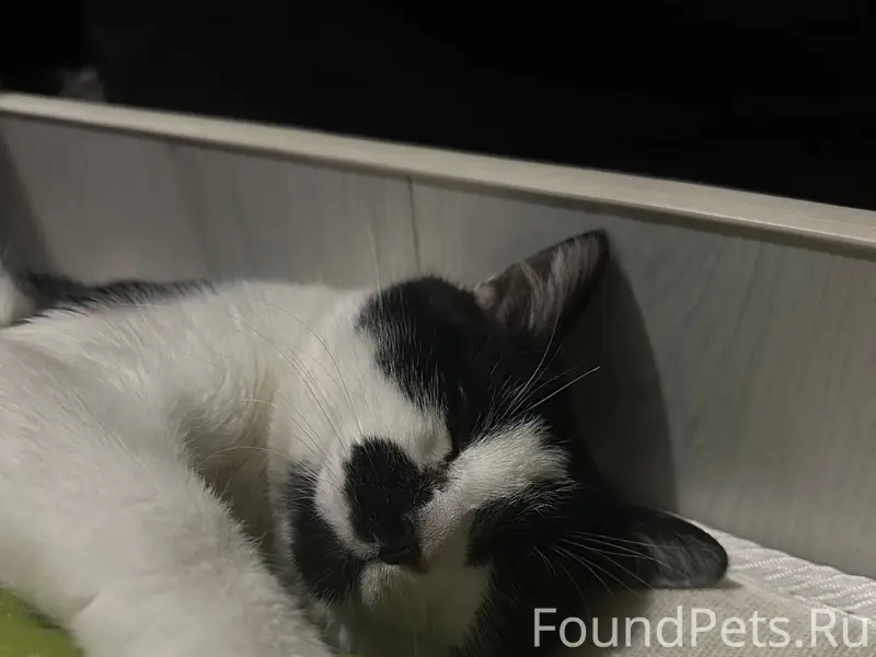 Пропал кот, в районе Карла Мар...