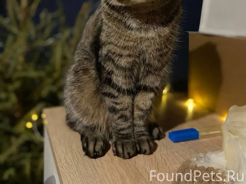 Пропала кошка (Туймазы, в райо...