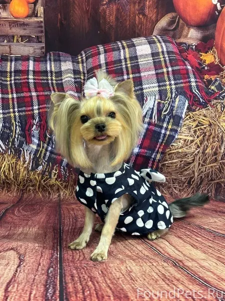 Потерялась собака Йорк девочка...