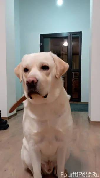 Убежал пес лабрадор, возможно ...