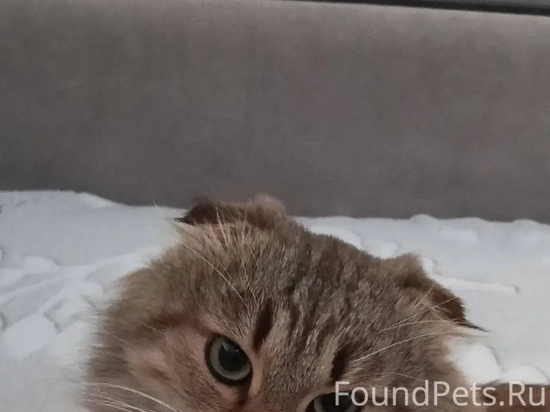 Найден кот. У кого пропал —...