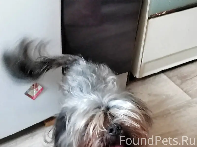 🚨Найдена собака! В новогоднюю ...