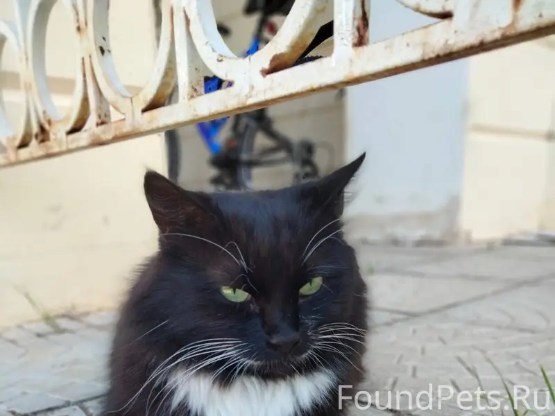 Четыре дня назад пропала кошка...