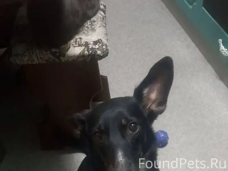 Помогите найти собаку 🐶! Потер...