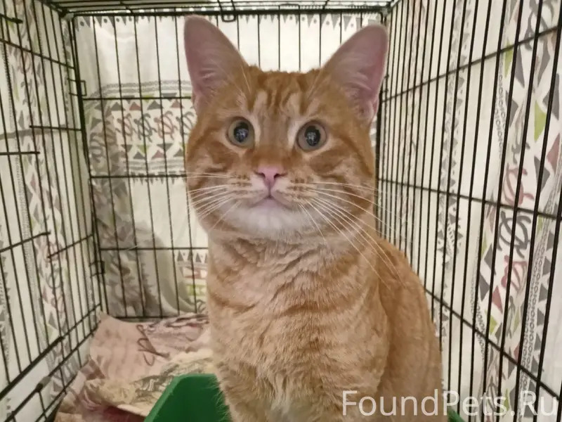 Найден кот на улице Гагарина 3...