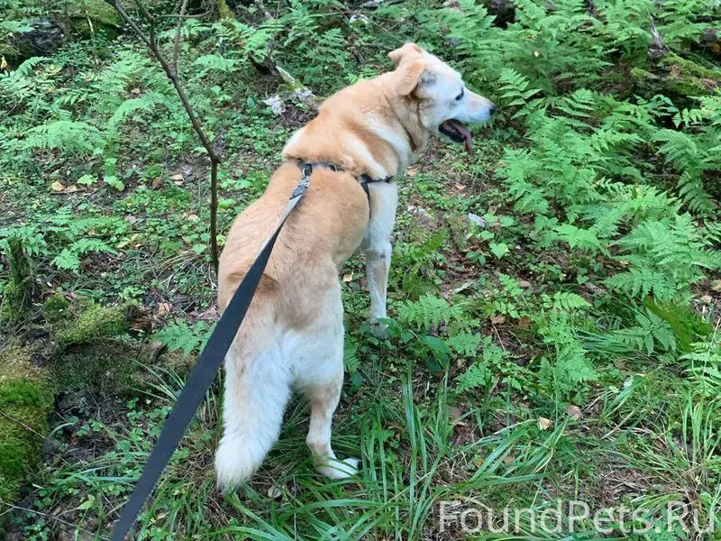 Фрязино МО. 31.12.2025 днём...