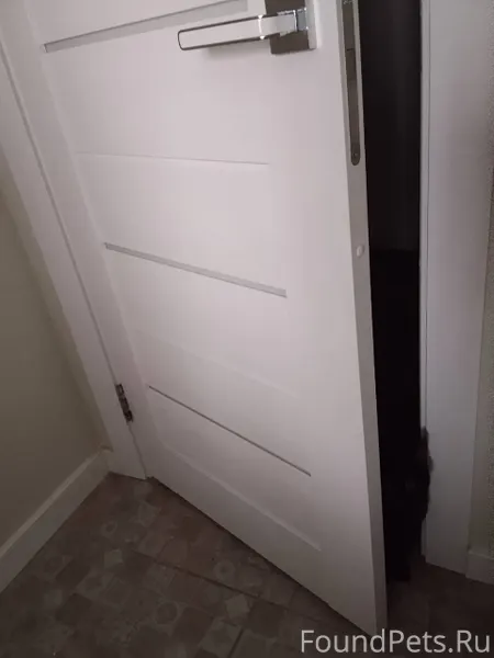 Доброе утро)найдите черного ко...