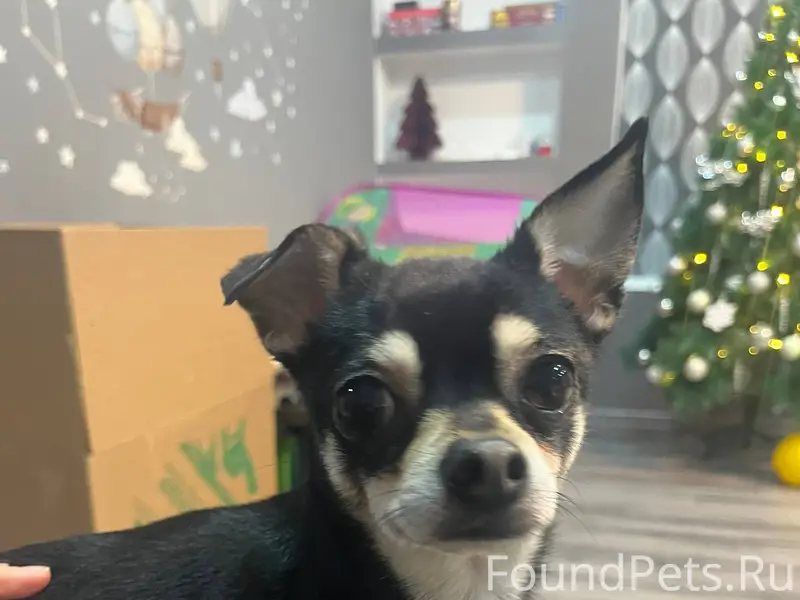 Найдена собака в районе Вышнев...