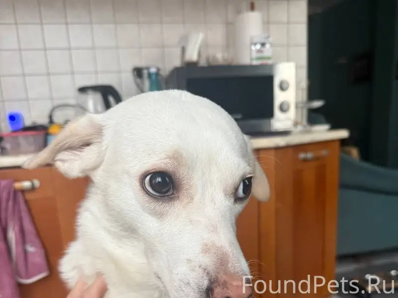 🚨ПОМОГИТЕ НАЙТИ СОБАКУ! Пропал...