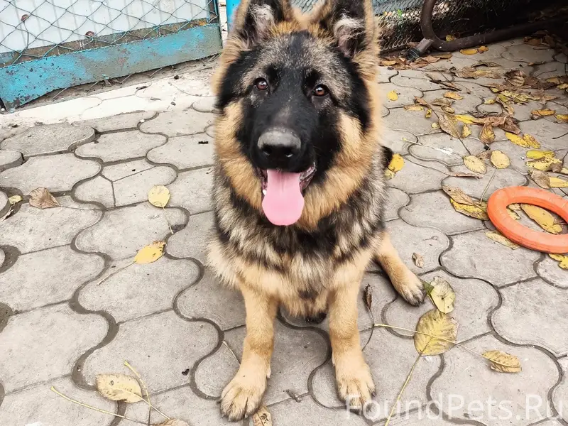 Пропала собака немецкая овчарк...