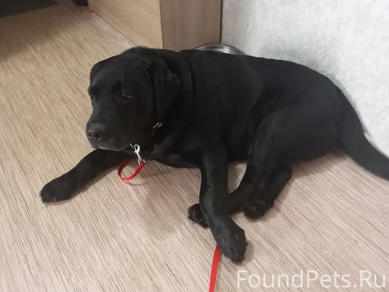 Придержали собаку (кобель).Хоз...