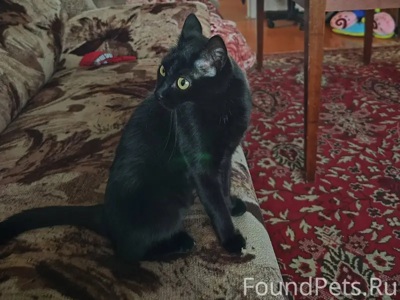 Пропала кошка с Карла Маркса, ...