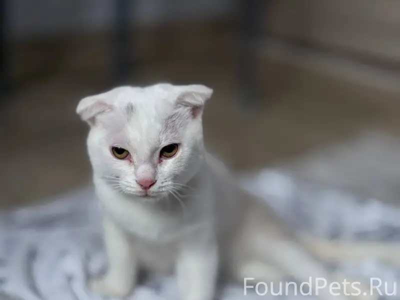 Найден кот или кошка! Посмотре...