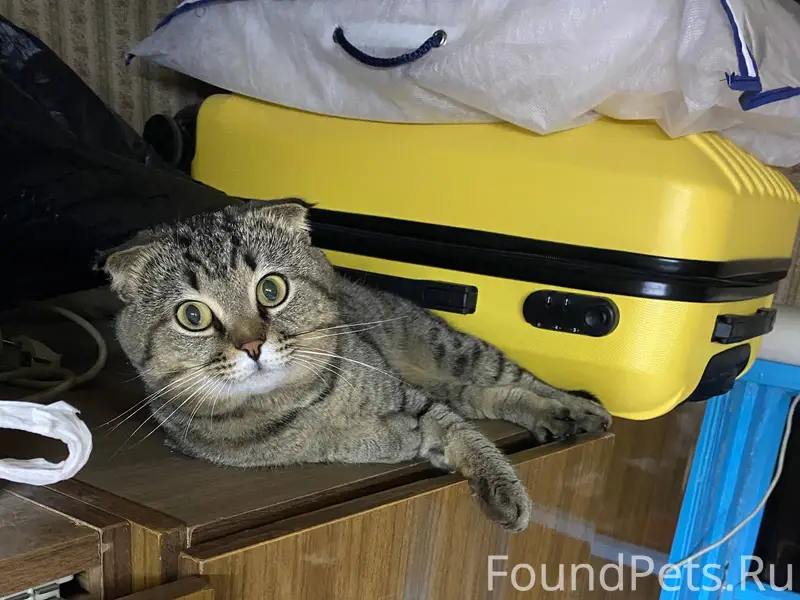 Пропал кот по кличке Тима. Наш...