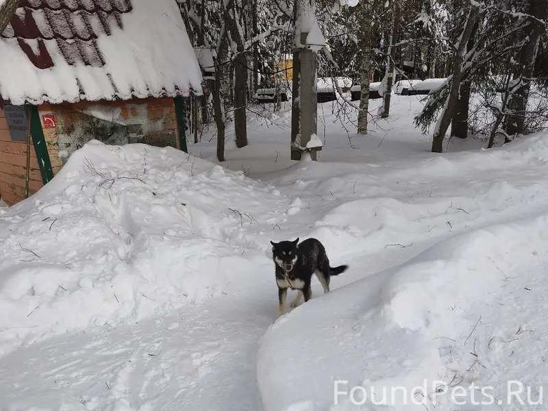 Прибилась девочка-щенок. ботан...